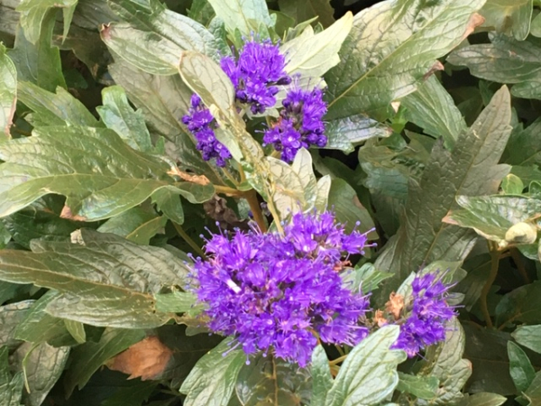 Bartblume (Caryopteris x clandonensis "Heavenly blue") im Container 30-50cm